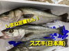 「○本日のお刺身○【しまね定置もん！】ハマチ、スズキ」