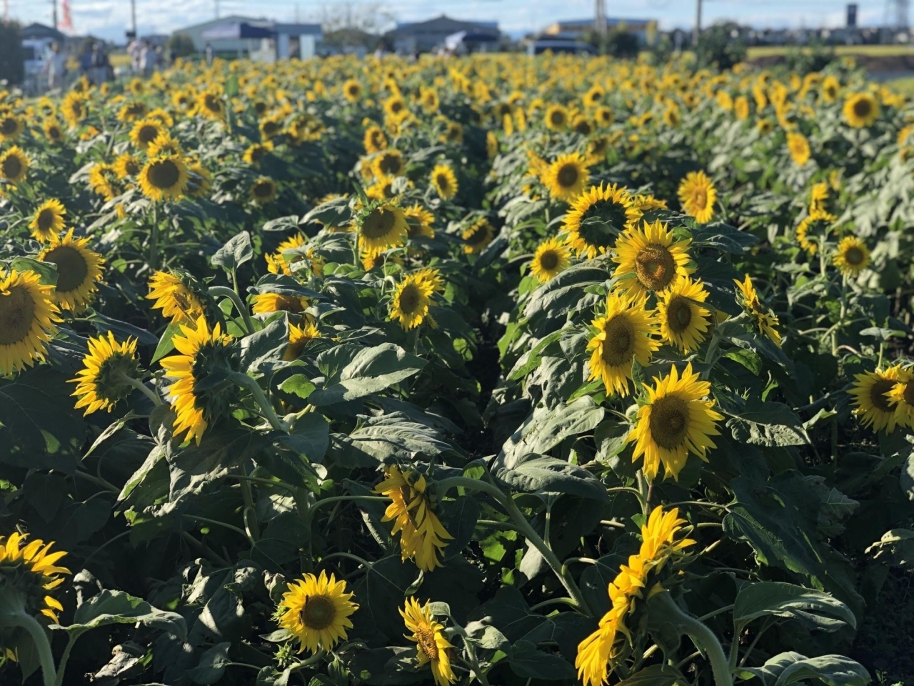 秋のひまわり畑へ行ってきました 子どもとイベント こうのす子育て広場 こうのす広場 鴻巣市 秋のひまわり畑へ行ってきました 子どもとイベント こうのす子育て広場 こうのす広場 鴻巣市