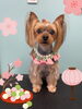 「Dog salon mofu mofu 余市町」