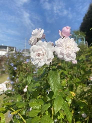 お庭の薔薇「薔薇の季節」
