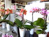 胡蝶蘭の植木「母の日におすすめ！」