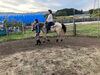 「七飯町で楽しむ乗馬と動物ふれあい｜リピーター様向けプログラム「人馬一体」で馬との信頼関係を深める時間【馬のいる寺子屋】」