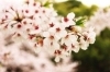 桜スポット特集 佐世保市 佐々町 波佐見町 川棚町の花見スポット まいぷれ 佐世保