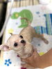 シャンプー中〜「わんこと紫陽花　^ - ^」