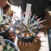植物全商品20％OFFまだまだいいのあります！ アガベ パキポディウム 