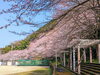 「【西条市小松町大頭】石根ふれあい公園の桜が満開！」