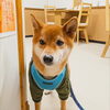 まるちゃん「今日のお友達」