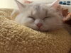 「こむぎ日記꙳★*ﾟ」