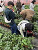 「TKKのみんなで『いちごの生態学習と試食会（いちご狩り）』に行ってきました」