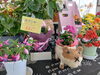 「5月10日は母の日！感謝の気持を込めて、お花を贈りませんか。」