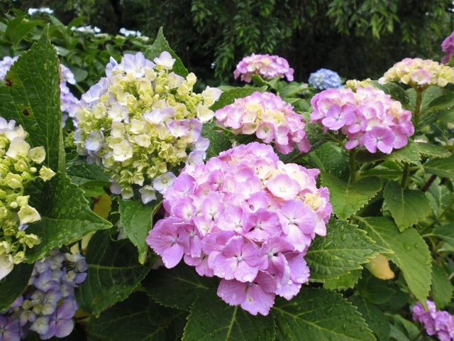 6月13日 火 あじさい便り めぐみの雨 北小金本土寺のあじさい開花情報 まいぷれ 松戸市