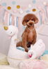 「Anniversary photo　(^O^)／」