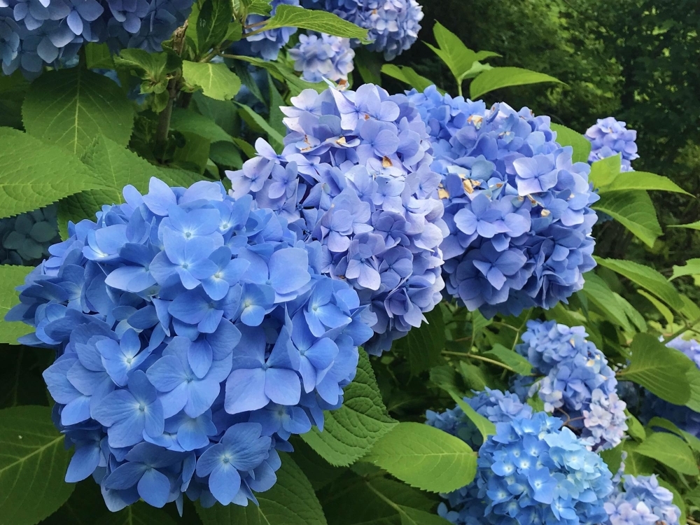 雫石 あじさいロード 夏のお出かけスポット まいぷれ 盛岡 滝沢 二戸 八幡平 雫石 雫石 あじさいロード 夏のお出かけスポット まいぷれ 盛岡 滝沢 二戸 八幡平 雫石