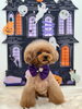 ちゃむちゃん「Happy Halloween 2026🎃」