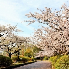 久良岐公園（港南区・磯子区）　見応えのある約300本の桜で人気スポット