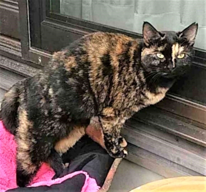 迷子になった犬 猫 まいぷれで情報発信いたします ペット情報まとめ 松山 伊予 東温 松前 砥部 まいぷれ 松山 伊予 東温 松前 砥部 迷子になった犬 猫 まいぷれで情報発信いたします ペット情報まとめ 松山 伊予 東温 松前 砥部 まいぷれ 松山 伊予 東温 松前 砥部