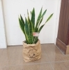 サンスベリア　1500円の30%offです。　「『はなやホック皆生店』観葉植物セール！」