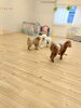「ましゅまろ幼稚園🐾」