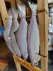 「📣本日のお魚情報🐟」