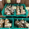 「種いもの販売を開始しました！」