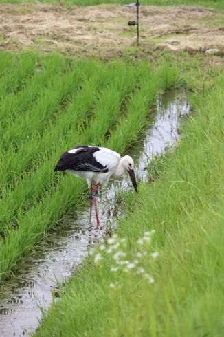 「淡路島で初めて産まれたコウノトリ淡夢ちゃん✨」