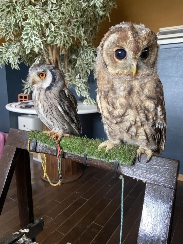 モリフクロウのヒナ販売中でーす ふくろうのいるカフェ メンフ倶楽部のニュース まいぷれ 小樽市 モリフクロウのヒナ販売中でーす ふくろうのいるカフェ メンフ倶楽部のニュース まいぷれ 小樽市