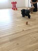 「ドッグトレーナーによる「しつけ教室」^ - ^」