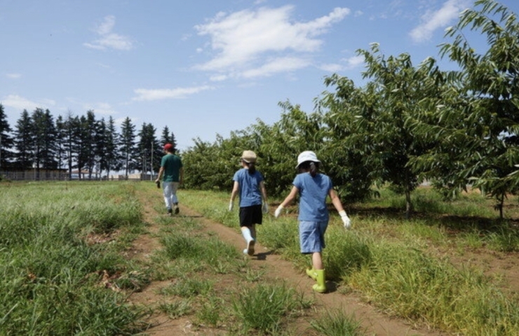 収穫体験風景！「⭐︎カラフル野菜の小山農園×西武鉄道⭐︎」