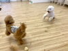 わ〜い「ましゅまろ幼稚園🐾」
