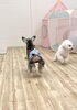 浮いてるいっぽくん＆猛ダッシュ中ぱんちゃん「ましゅまろ幼稚園🐾パートⅡ」