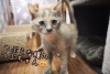 里親募集中！かわいい仔猫たち😺 | 一般社団法人はまじぃの家の
