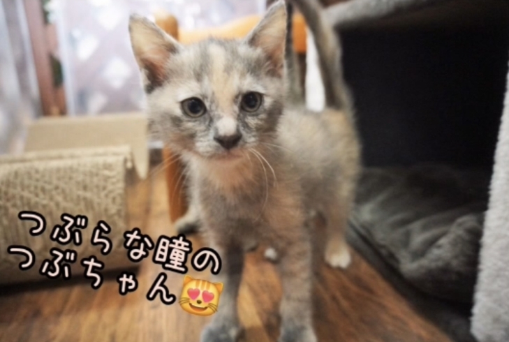 里親募集中！かわいい仔猫たち😺 | 一般社団法人はまじぃの家のニュース | まいぷれ[川西・猪名川]