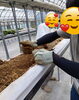 こちらは笑顔で作業中「次のいちごの季節に向けて、みんなで株抜き中です♪」