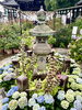 風鈴と紫陽花「本日の境内の様子です」