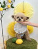 祥太郎くん　可愛いハイシニアさん♡「わんことレモン🍋」