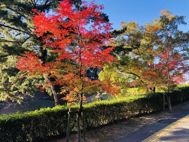 東公園の紅葉ライトアップを見に行こう 岡崎幸田ニュース まいぷれ 岡崎 幸田