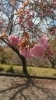 ボタン桜「常陸風土記の丘🌸桜まつり🌸　〜ご来店感謝と4月14日時点での開花情報〜　」