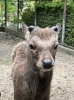 次の角となる袋角(ふくろづの)「角が落ちる季節です！」
