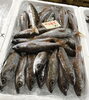 「魚魚市場鮮魚コーナーおすすめは「イサキ」です♪」