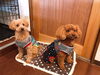 「お泊り保育園★新潟市犬の保育園♪犬の社会化わんちゃんのしつけHappyTail」