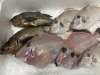 とれたて鮮度！旨味あふれる魚たち「本日入荷の新鮮なお魚でおすすめランチをご用意しています」