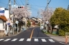 地味ながらも存在感のある桜