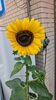いらっしゃいませ🌻「明石で仕事探し【テスコム明石求人センター】明石市大明石町」
