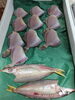 「📣本日入荷のお魚情報🐟  」