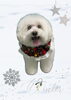 「Dog salon mofu mofu　余市町」
