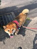 柴犬の麻呂くん「本日シャンプーカットでご来店のわんちゃん達🐶」