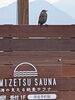 「「幸せを運ぶ訪問者」— イソヒヨドリのメスが看板に舞い降りました😊」