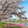 旧中川水辺公園の桜「桜が満開でした」
