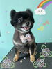 「可愛い子ちゃん♡ Dog salon mofu mofu 余市町」