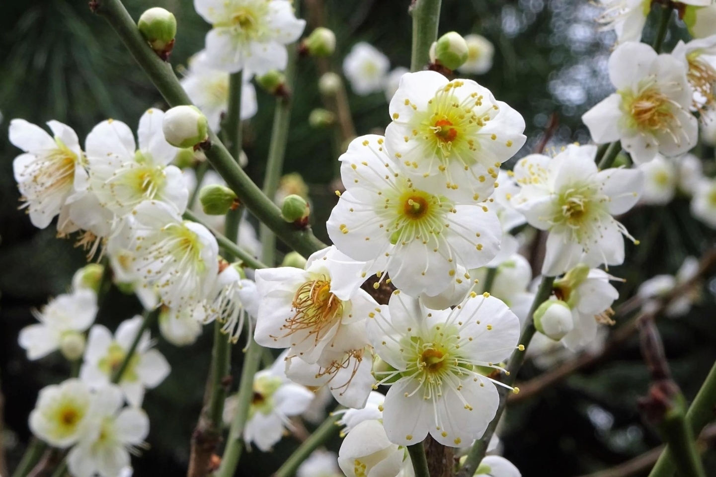 菅大臣神社の梅